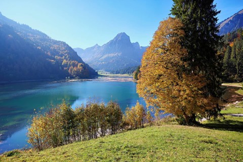 Autumn-coloured sycamore maple (Acer pseudo plantanus), at Obersee, Näfels, Canton Glarus,