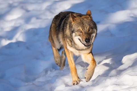 European gray wolf (Canis lupus lupus) walking in a forest in winter, snow, Bavaria, Germany