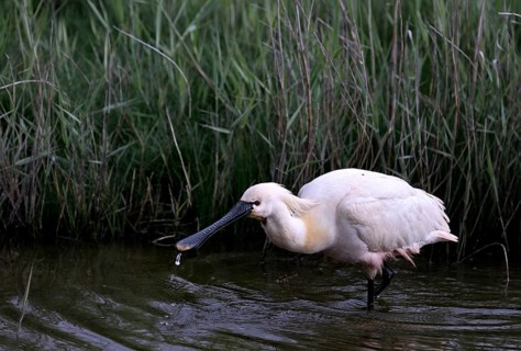 Spoonbill (Platalea leucorodia) looking for food in shallow water with drops of water in its open
