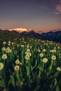 Hiking tour on the Hönig mountain in the Lechtal valley near Berwang in Tyrol, Austria