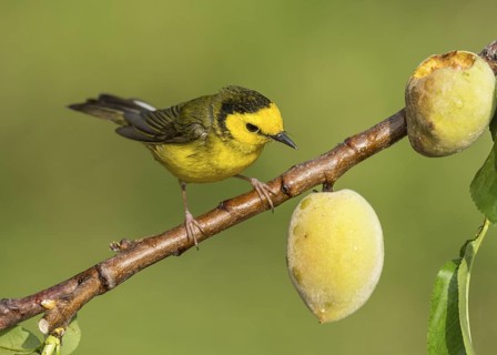 Hooded Warbler (Setophaga citrina) female perched on a branch, Texas, USA