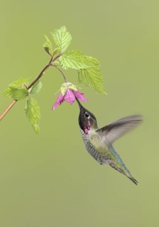 Anna's Hummingbird (Calypte anna), British Columbia, Canada