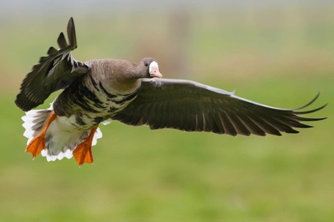 Greater White-fronted Goose (Anser albifrons) flying, North Rhine-Westphalia, Germany