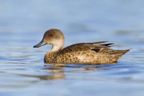 Grey Teal (Anas gracilis), Victoria, Australia