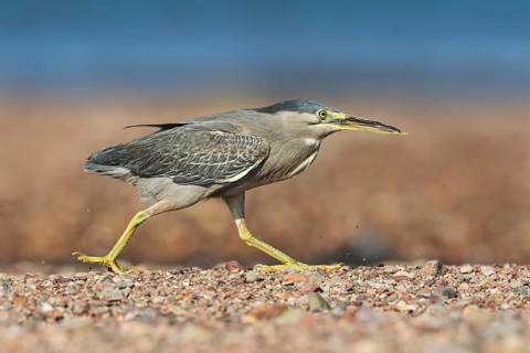 Striated Heron (Butorides striata) hunting, Eilat, Israel