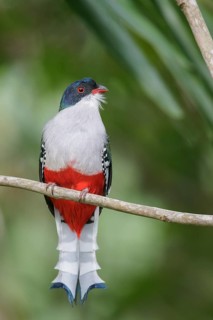 Cuban Trogon (Priotelus temnurus) perched on a branch in Cuba