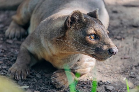 A fossa (Cryptoprocta ferox) rests on the forest floor of a dry forest. Forest habitats in