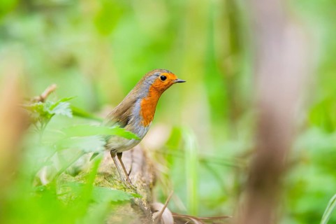 European robin (Erithacus rubecula) sitting on an old wooden branch, Bavaria, Germany
