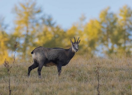 Gaemse (Rupicapra rupicapra) chamois