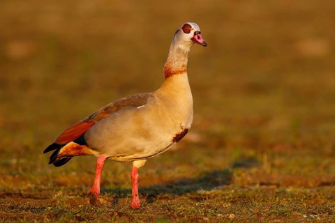 Egyptian Goose (Alopochen aegyptiaca), North Rhine-Westphalia, Germany