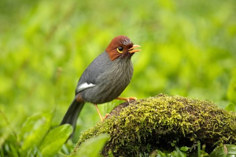 Chestnut-hooded Laughingthrush (Garrulax treacheri) singing, perched on mossy ground, Sabah,