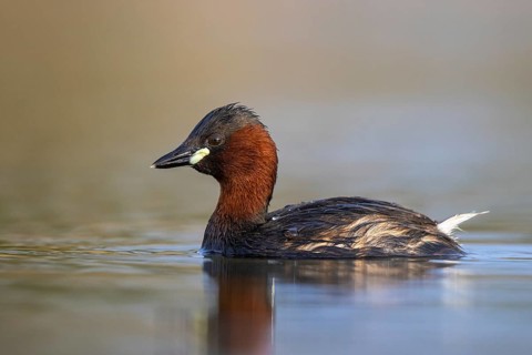 Little Grebe (Tachybaptus ruficollis), North Rhine-Westphalia, Germany