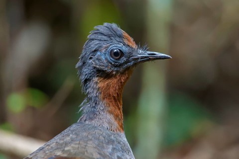 Superb Lyrebird (Menura novaehollandiae) juvenile, New South Wales, Australia