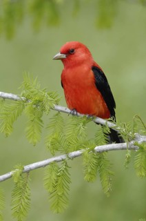 Scarlet Tanager (Piranga olivacea) male, Texas, USA