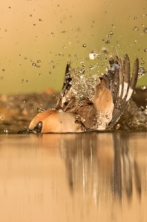 Hawfinch (Coccothraustes coccothraustes) male bathing, Serbia