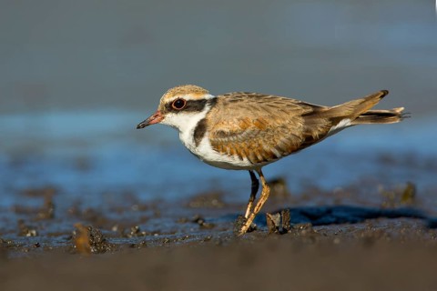 Black-fronted Dotterel (Elseyornis melanops) juvenile, Victoria, Australia