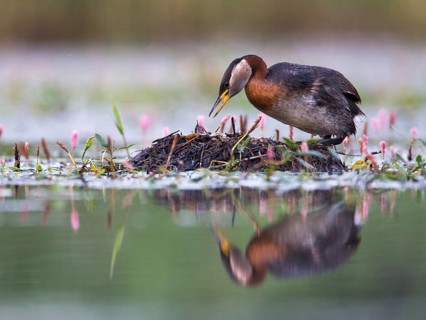 Red-necked Grebe (Podiceps grisegena) on nest, Mecklenburg-Western Pomerania, Germany