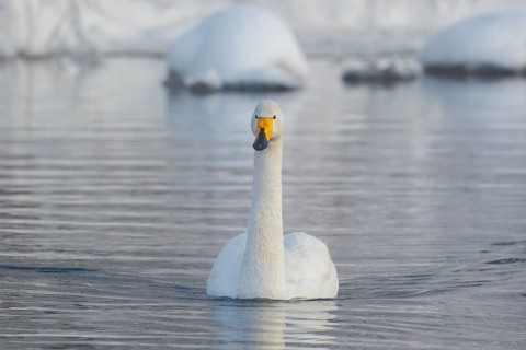 Whooper Swan (Cygnus cygnus), Finland