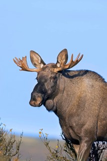 Moose, elk (Alces alces), young bull, male with small antlers foraging on the tundra in autumn,