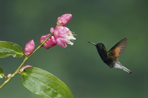Black-bellied Hummingbird (Eupherusa nigriventris), Costa Rica