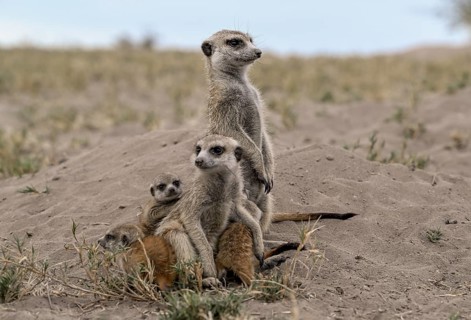 Meerkats or suricates (Suricata suricatta), mother with young, Makgadikgadi Salt Pans, Makgadikgadi