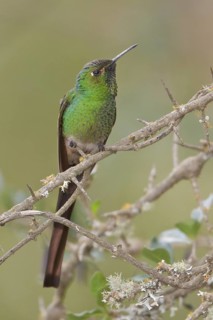 Red-tailed Comet (Sappho sparganura) perched on a branch in Bolivia, South America