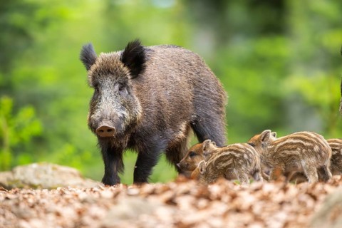 Wild boar (Sus scrofa) mother with her piglets (Squeaker) in a forest, Bavaria, Germany
