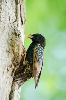 Starling (Sturnus vulgaris) at the breeding den, North Rhine-Westphalia, Germany