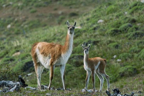 Guanaco (Llama guanicoe), mother with young, standing on a grassy slope, Torres del Paine National