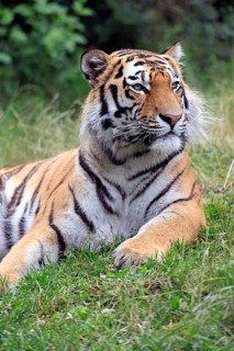 Siberian tiger (Panthera tigris altaica), adult, alert, in the grass, portrait