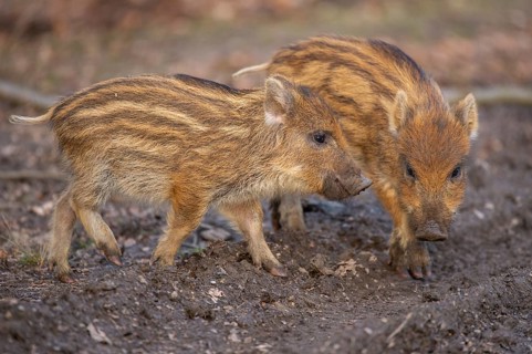 Wild boar (Sus scrofa) in the snow, fresh boar, Melle, Lower Saxony, Germany