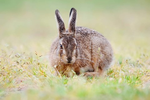 European hare (Lepus europaeus), young animal sitting in a meadow, North Rhine-Westphalia, Germany