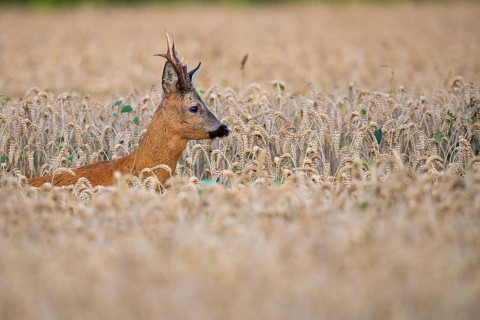 Roebuck (Capreolus capreolus) in wheat, Vechta, Lower Saxony, Germany