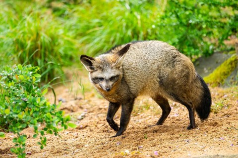 Bat-eared fox (Otocyon megalotis) walking on the ground looking for food, Bavaria, Germany