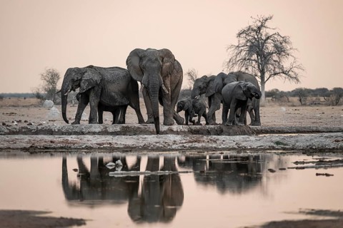 Animal family with baby elephant, African elephants (Loxodonta africana), drinking at the