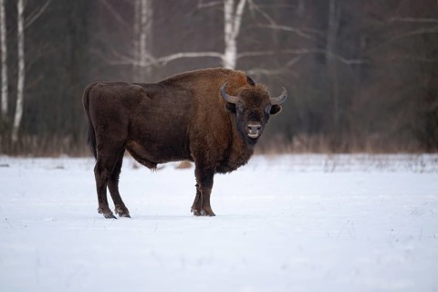 European bison (Bos bonasus, Bison bonasus), bison bull standing in a forest clearing in winter,