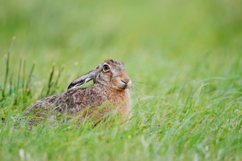 European hare (Lepus europaeus) sitting in a meadow, North Rhine-Westphalia, Germany