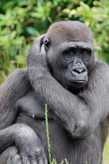 Western lowland gorilla (Gorilla gorilla gorilla), juvenile, captive, native to Africa
