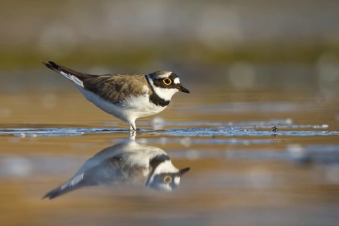 Little Ringed Plover (Charadrius dubius) female foraging, North Rhine-Westphalia, Germany