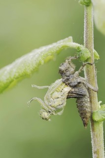 Black-tailed Skimmer (Orthetrum cancellatum), hatch, larva, dragonfly larva, North