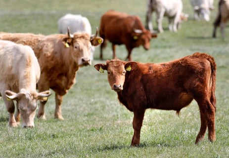 Free-range calves, cattle and cows from the Jahnsfeld organic farm in Brandenburg, they graze the