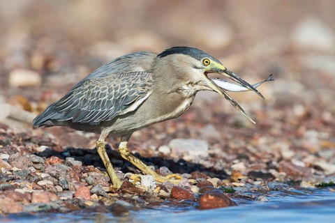 Striated Heron (Butorides striata) with fish prey in its beak, Eilat, Israel