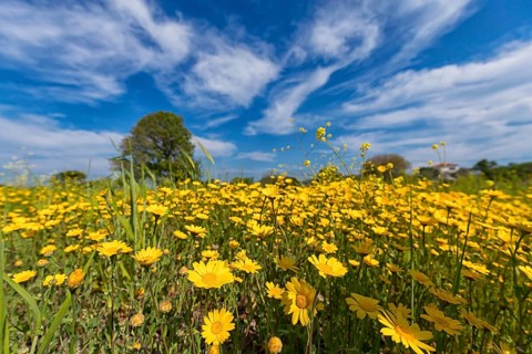 Landscape in Greece, flower meadow, tree, spring, island Lesbos Lesbos, Greece