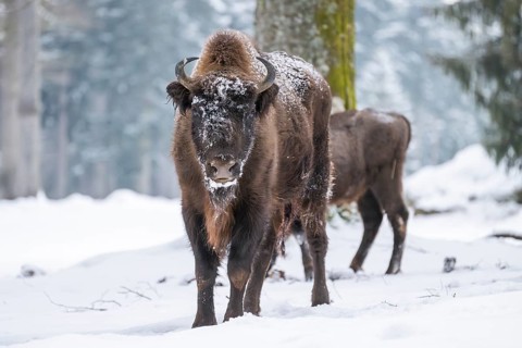 European bison (Bison bonasus) or Wisent standing on a meadow next to the forest in winter, snow,
