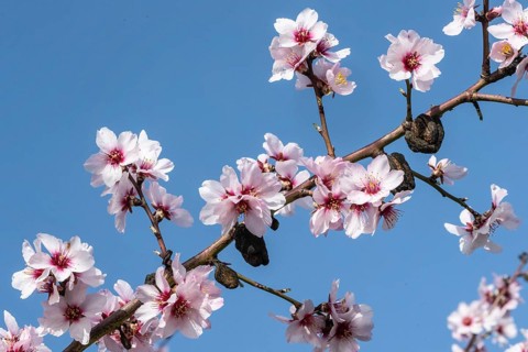 Almond blossom (Prunus dulcis), Rhineland-Palatinate, Germany