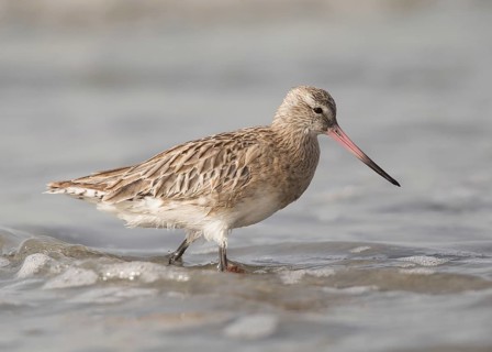 Bar-tailed Godwit (Limosa lapponica) foraging, Gambia