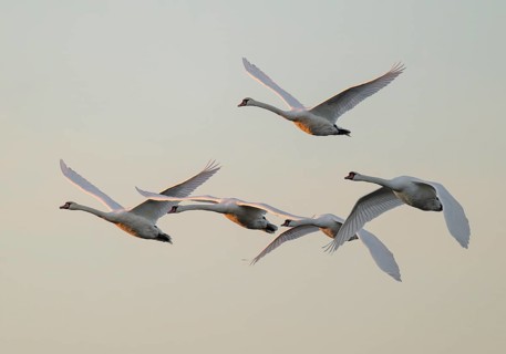 Mute swans (Cygnus olor) in flight, warm morning light, Lower Saxony, Germany