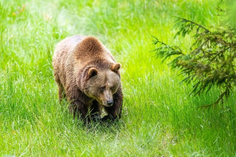 Eurasian brown bear (Ursus arctos arctos) walking on a meadow, Bavarian Forest, Bavaria, Germany