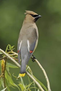 Cedar Waxwing (Bombycilla cedrorum), British Columbia, Canada