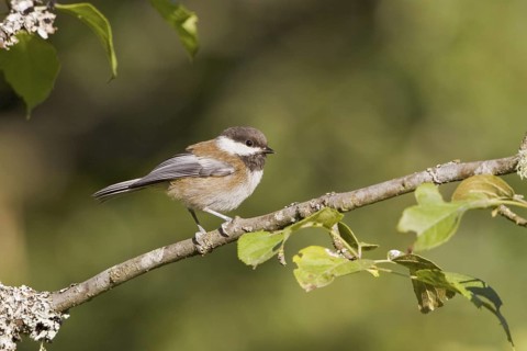 Chestnut-backed Chickadee (Poecile rufescens), British Columbia, Canada